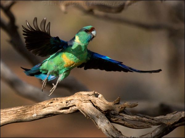 Australian Ringneck australian_ringneck_89364.psd