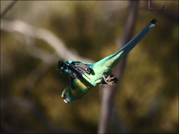 Australian Ringneck australian_ringneck_89636.psd