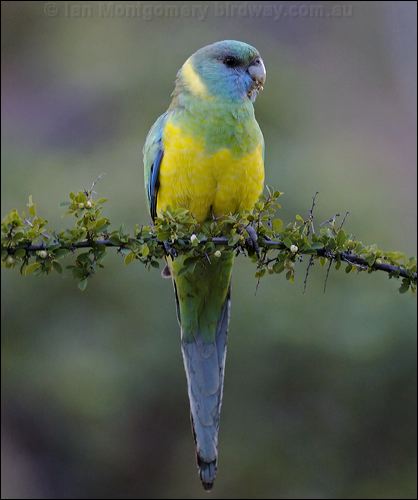 Australian Ringneck cloncurry_ringneck_33635.psd