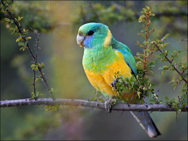 Australian Ringneck cloncurry_ringneck_33651.psd