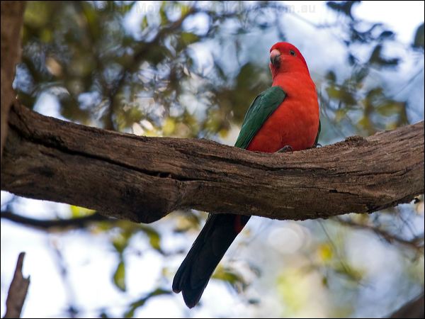 Australian King Parrot king_parrot_141846.psd