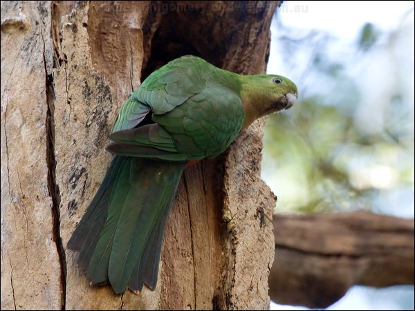 Australian King Parrot king_parrot_141867.psd