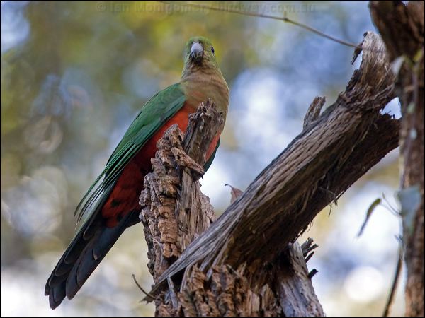 Australian King Parrot king_parrot_141869.psd