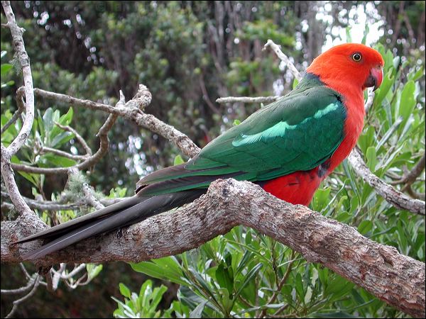 Australian King Parrot king_parrot_15330.jpg