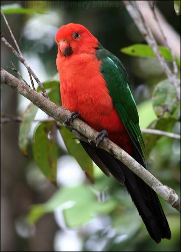 Australian King Parrot king_parrot_36172.jpg