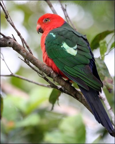Australian King Parrot king_parrot_36180.jpg