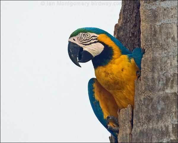Blue and Yellow Macaw blue_yellow_macaw_206251.psd