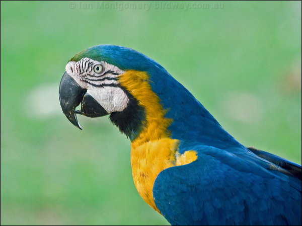 Blue and Yellow Macaw blue_yellow_macaw_206678.psd