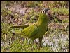 Click here to enter gallery and see photos of Blue-crowned Parakeet
