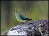 blue_winged_parrot_128726