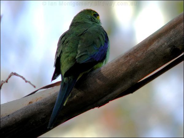Blue-winged Parrot blue_winged_parrot_08873.psd