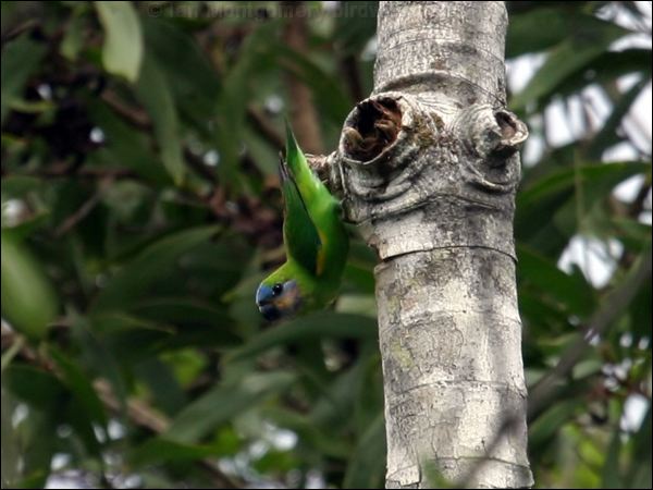 Double-eyed Fig-parrot doubleeyedfigparrot_04470.jpg