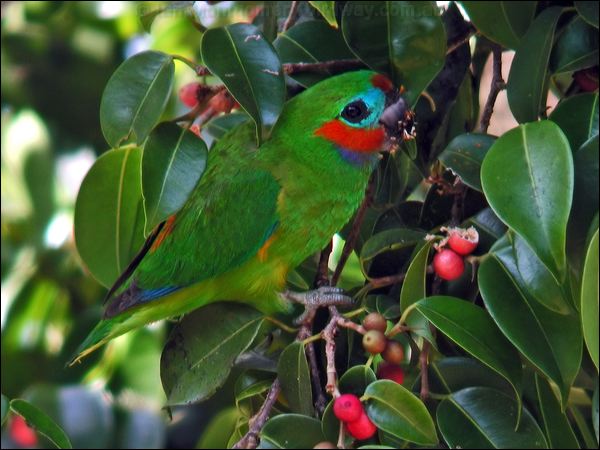 Double-eyed Fig-parrot doubleeyedfigparrot_14174.psd