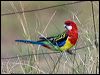 Click here to enter gallery and see photos of Eastern Rosella