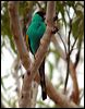 hooded_parrot_13951