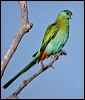 hooded_parrot_13961