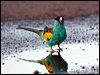 hooded_parrot_92568