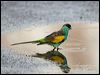 hooded_parrot_92574