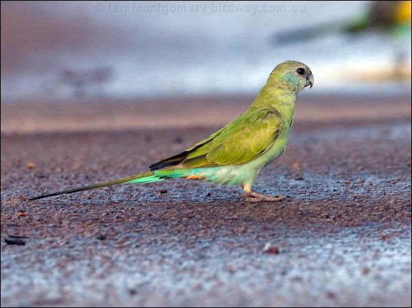 Hooded Parrot hooded_parrot_92303.psd
