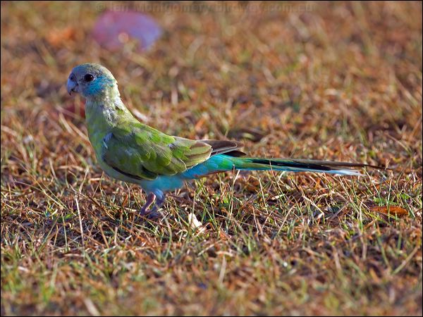 Hooded Parrot hooded_parrot_92393.psd