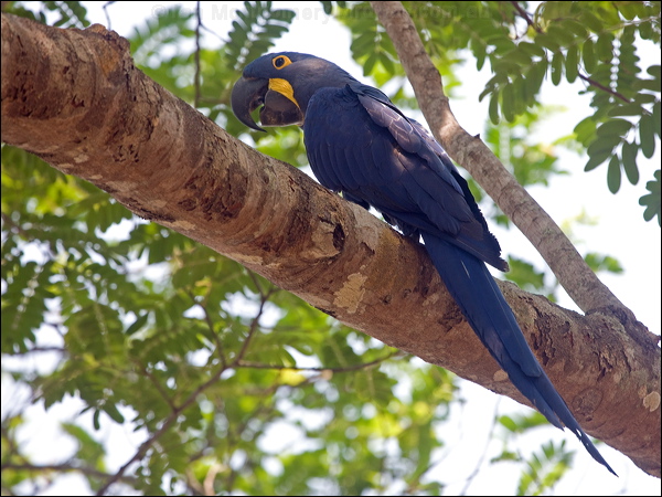 Hyacinth Macaw hyacinth_macaw_202453.psd