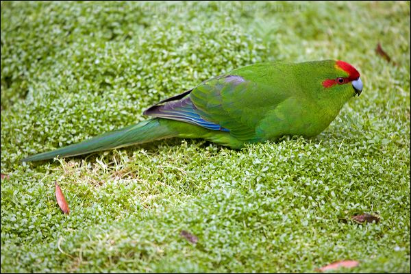 Red-crowned Parakeet red_crown_parakeet_124718.psd