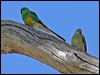red_rumped_parrot_05556