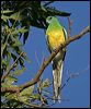 red_rumped_parrot_06217