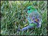 red_rumped_parrot_06563