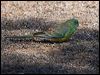 red_rumped_parrot_163878