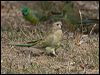 red_rumped_parrot_163972