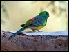 red_rumped_parrot_87181