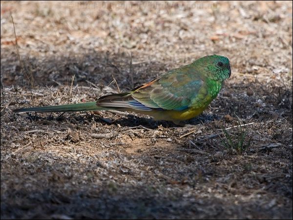 Red-rumped Parrot red_rumped_parrot_163878.psd