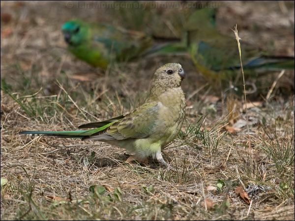 Red-rumped Parrot red_rumped_parrot_163972.psd