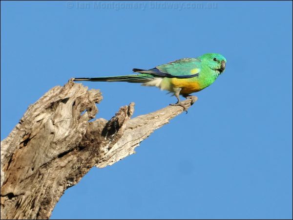 Red-rumped Parrot red_rumped_parrot_59641.psd