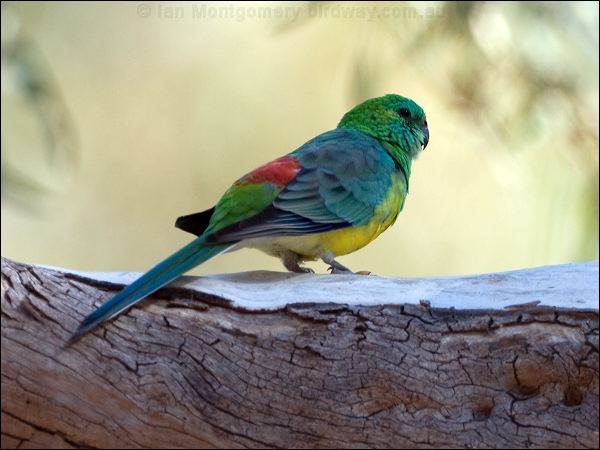 Red-rumped Parrot red_rumped_parrot_87181.psd