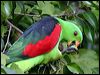 red_winged_parrot_05358