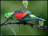 red_winged_parrot_18469