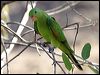 red_winged_parrot_21415