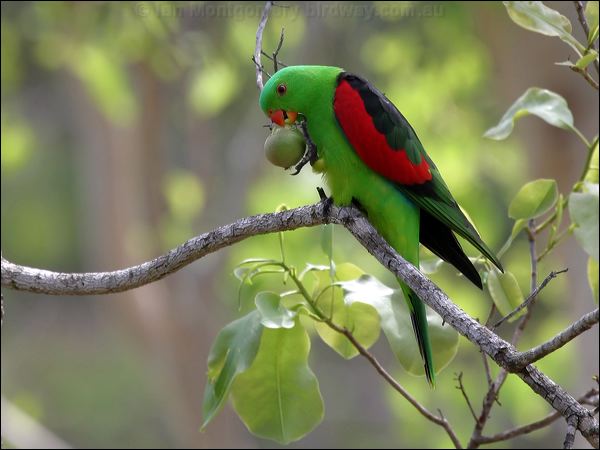 Red-winged Parrot red_winged_parrot_04064.jpg