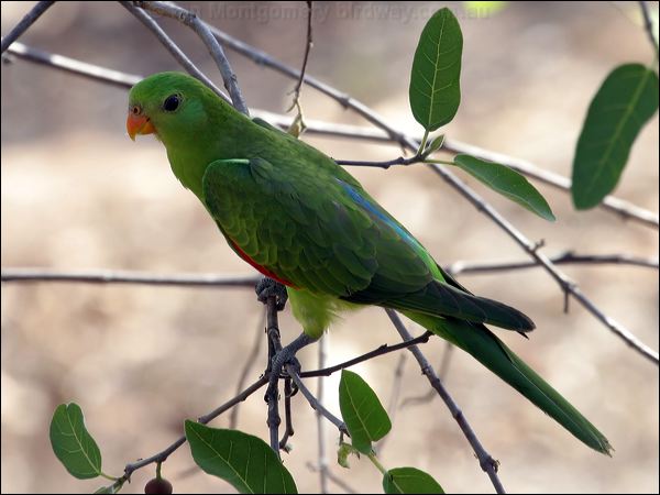 Red-winged Parrot red_winged_parrot_11387.jpg