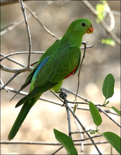 Red-winged Parrot red_winged_parrot_11403.jpg