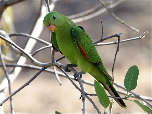 Red-winged Parrot red_winged_parrot_21415.jpg
