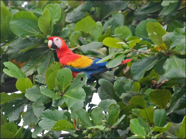 Scarlet Macaw scarlet_macaw_112578.psd