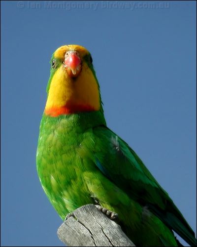 Superb Parrot superb_parrot_08719.psd