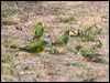 turquoise_parrot_115515