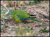 turquoise_parrot_115551