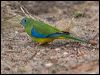 turquoise_parrot_115552