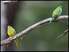 turquoise_parrot_115568