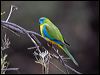 turquoise_parrot_115590
